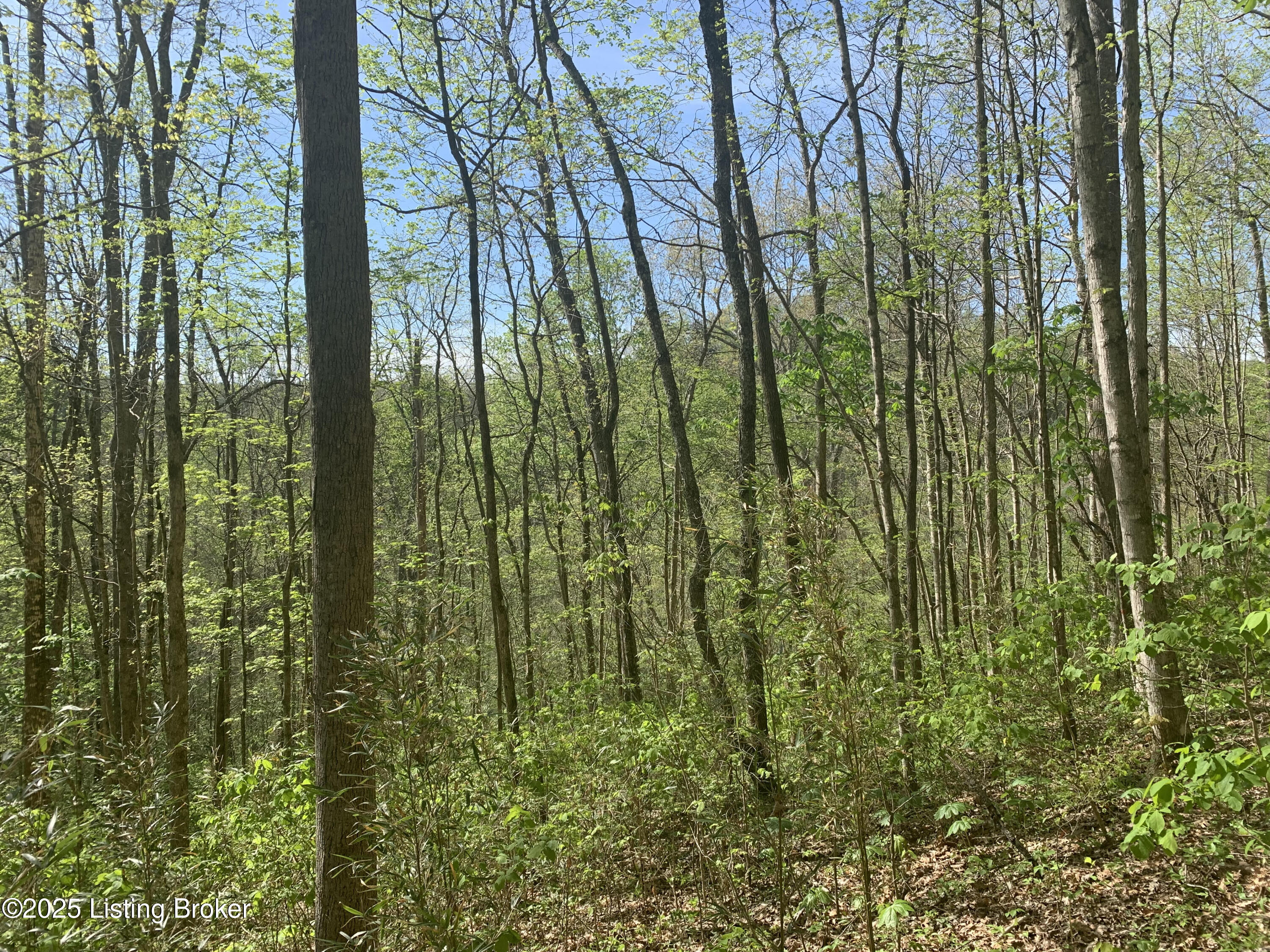 0 Charter Creek Subtle Road Edmonton, KY 42129 - Photo 15 of 17 unnamed (20)