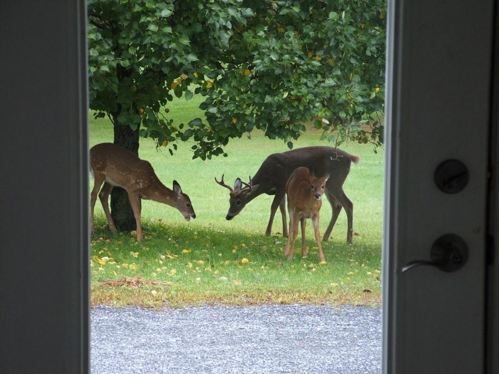 339 Burnham Road Thetford, VT 05043 - Photo 28 of 30