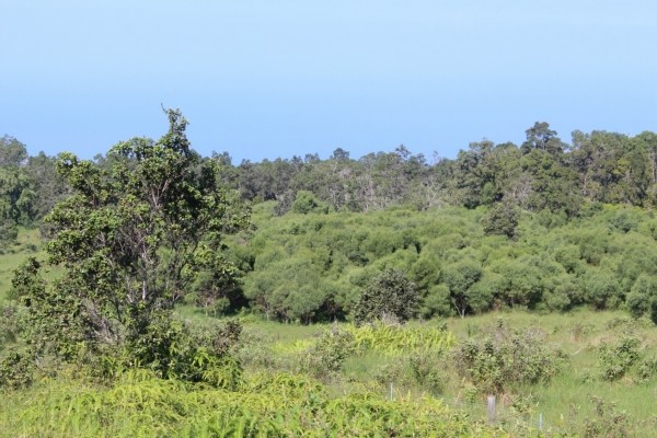 Waiono Ranch Road, Unit 5 Holualoa, HI 96725 - Photo 3 of 18 Gallery Image 3