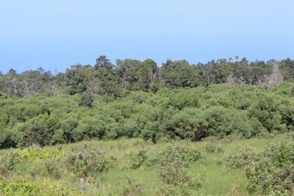 Waiono Ranch Road, Unit 5 Holualoa, HI 96725 - Photo 4 of 18 Gallery Image 4