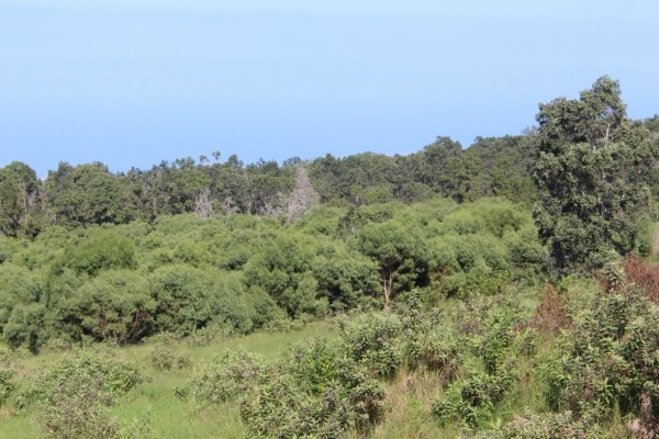 Waiono Ranch Road, Unit 5 Holualoa, HI 96725 - Photo 5 of 18 Gallery Image 5