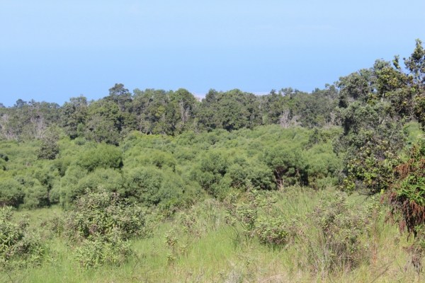 Waiono Ranch Road, Unit 5 Holualoa, HI 96725 - Photo 7 of 18 Gallery Image 7
