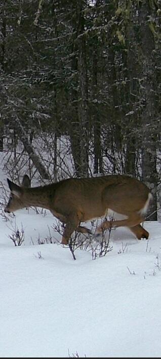 824 North Road Medford, ME 04463 - Photo 6 of 13 Wildlife
