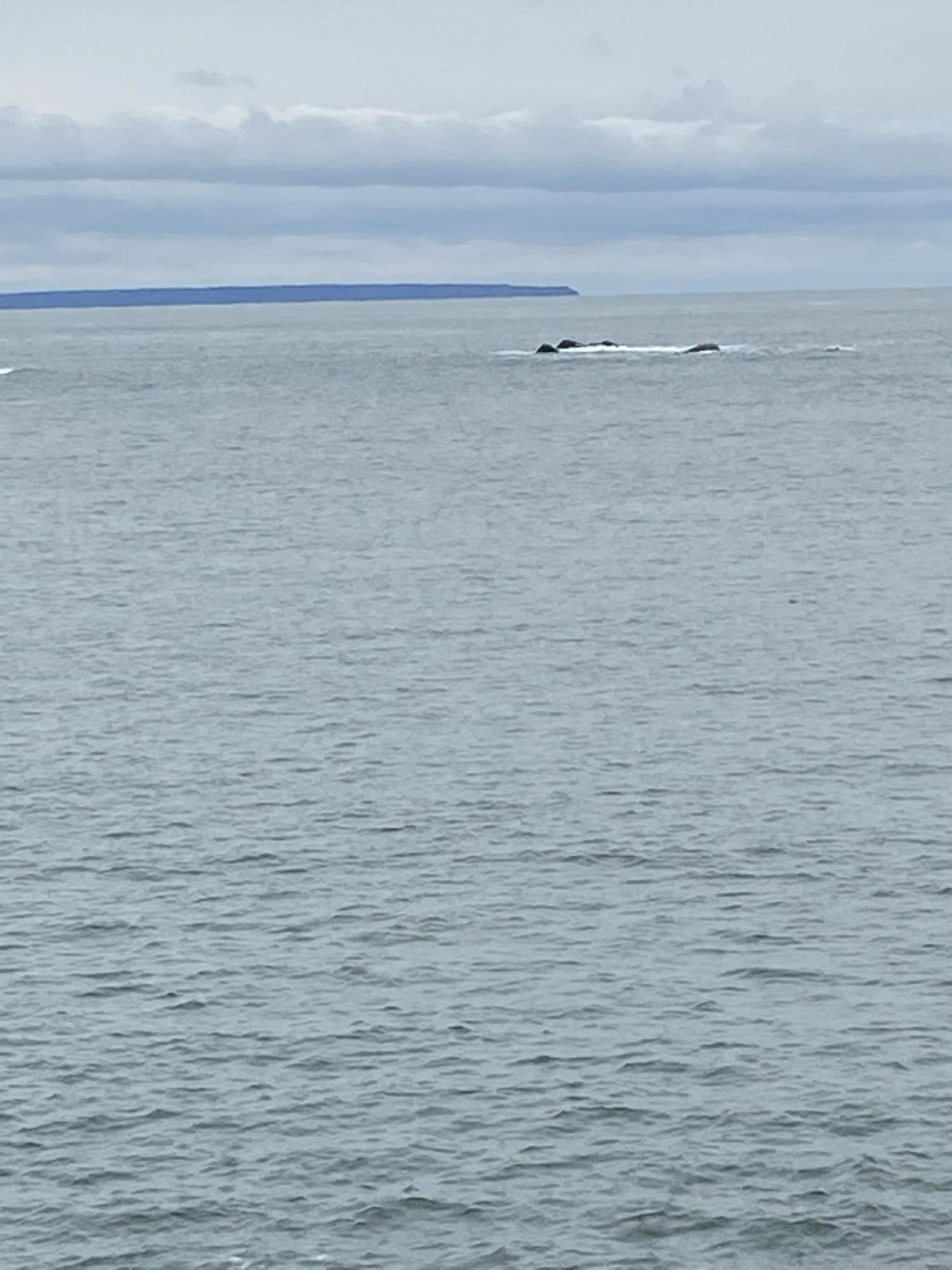 Lot 98-7 Eastern Head Road Lubec, ME 04652 - Photo 8 of 11 moose1