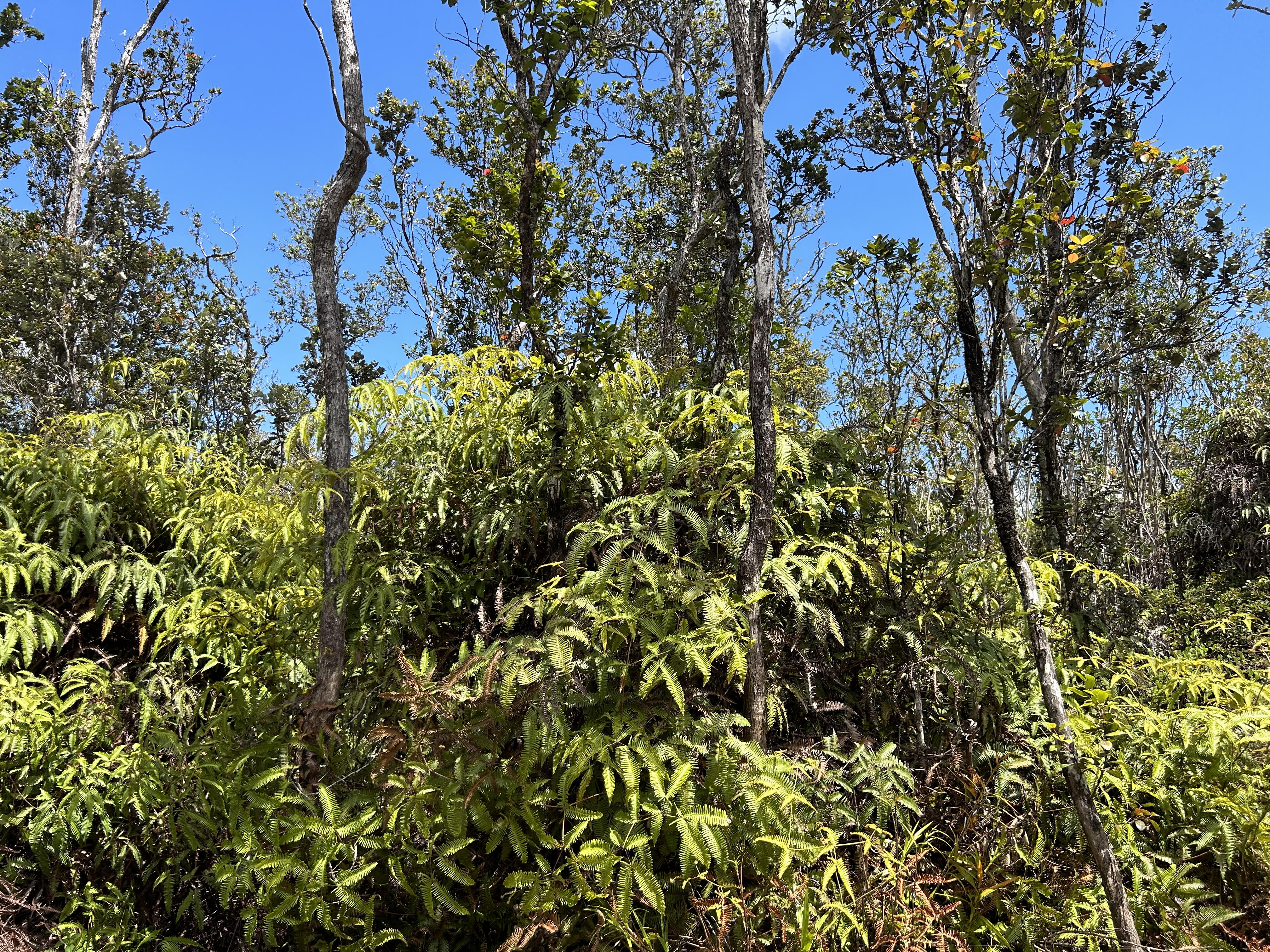 21 Kaleponi Road Volcano, HI 96785 - Photo 1 of 5 Gallery Image 1