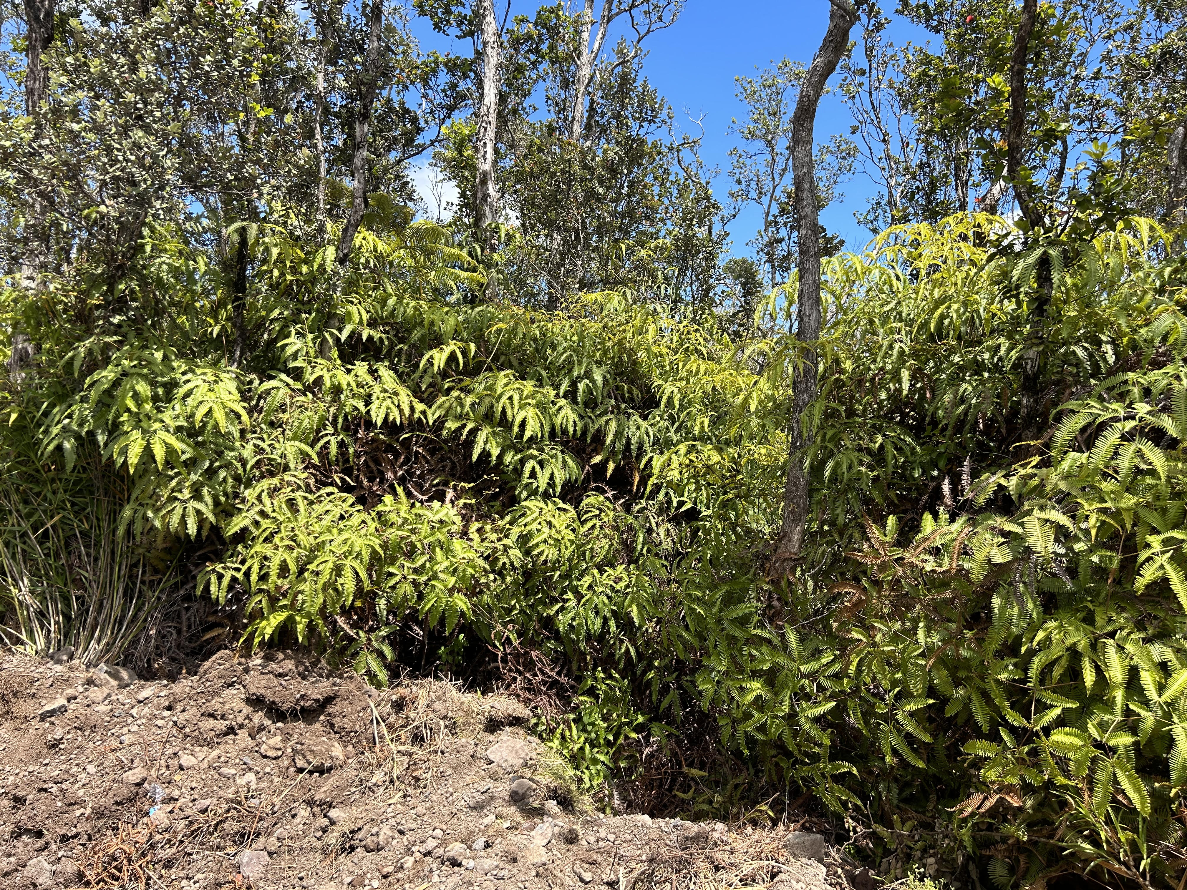21 Kaleponi Road Volcano, HI 96785 - Photo 2 of 5 Gallery Image 2