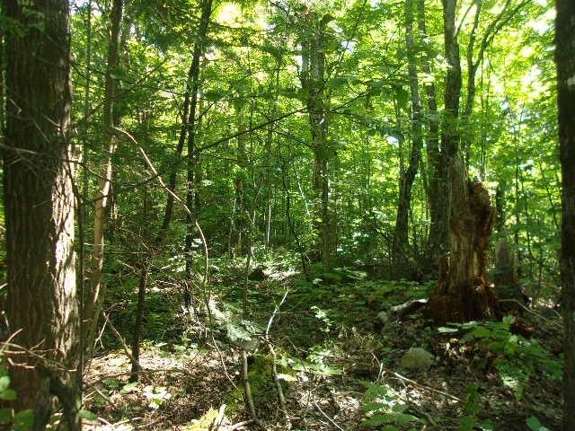 33-acres 33-acres Desperation Road Mercer, WI 54547 - Photo 3 of 17 Gallery Image 3