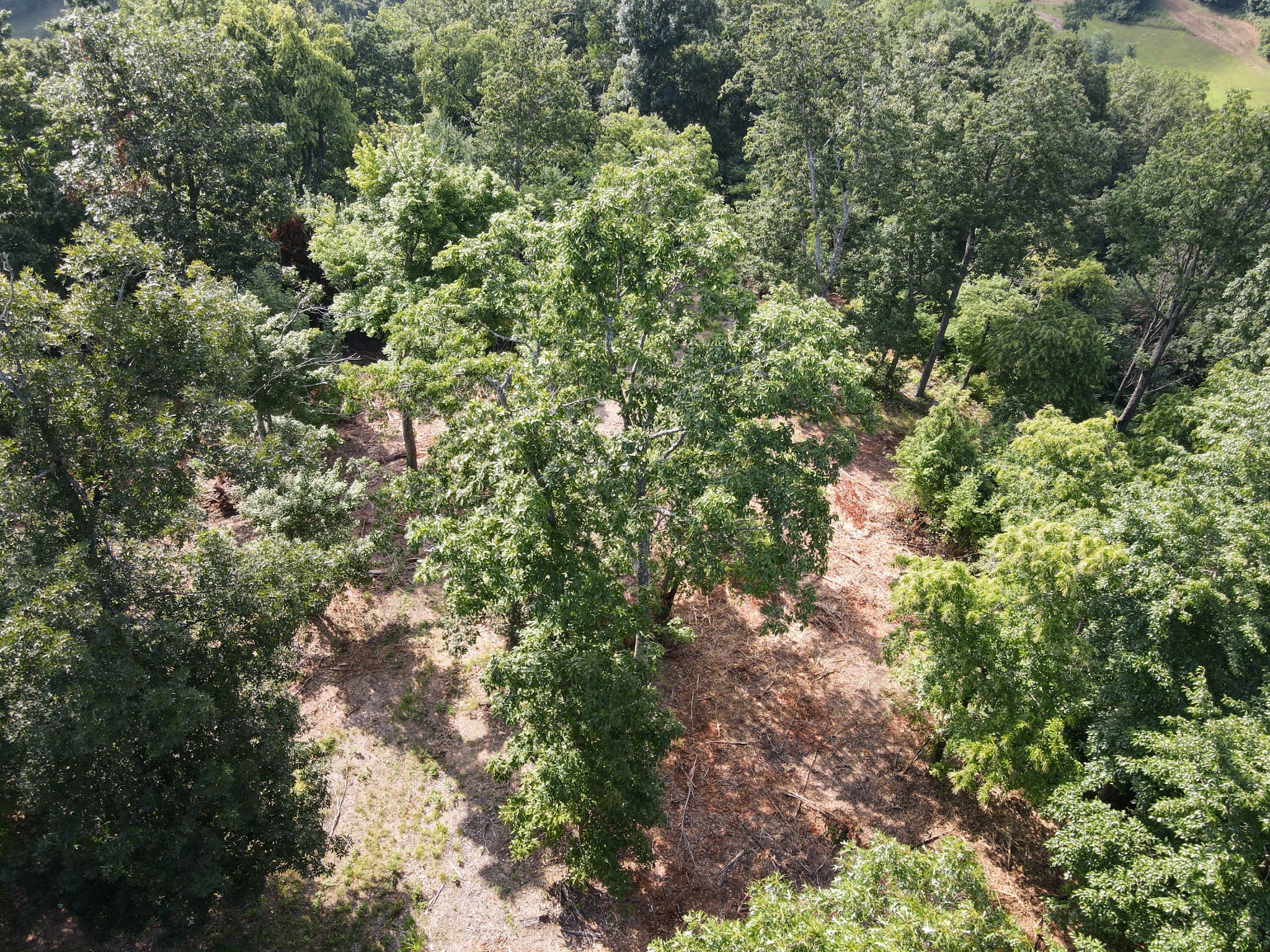 0 Rivendell Beechgrove, TN 37018 - Photo 3 of 6