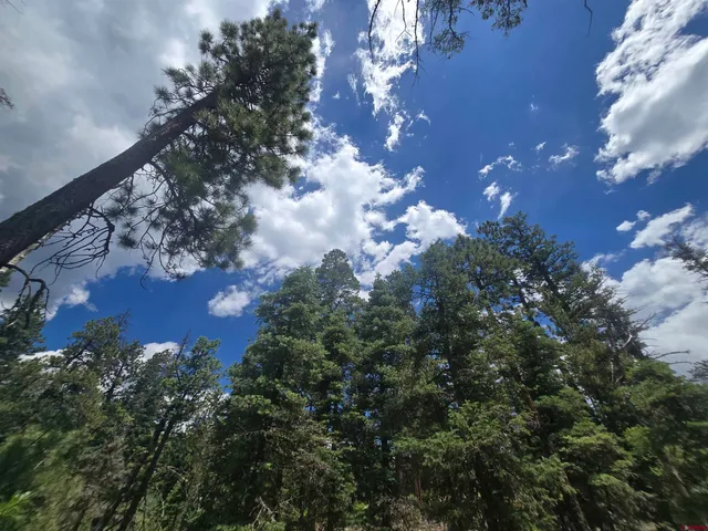 a view of a flower in a garden