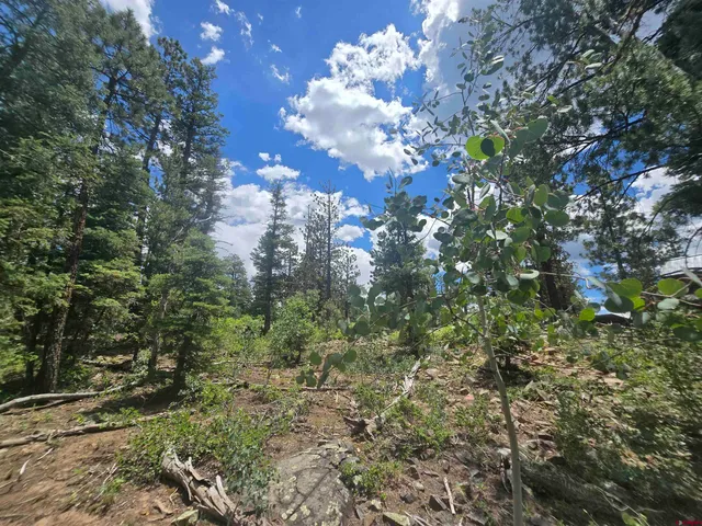 a view of a tree in a garden