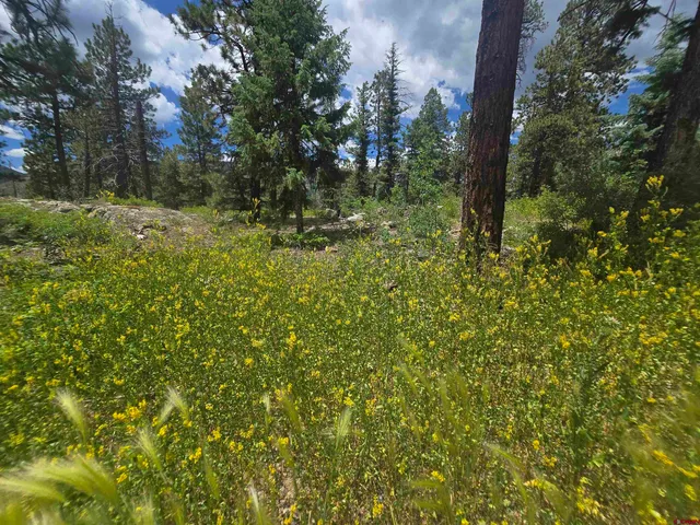 a view of a lake with tall trees