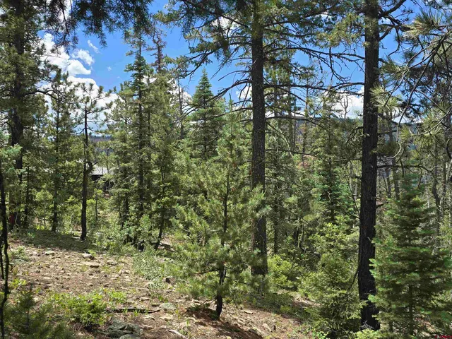 a view of a covered with tall trees