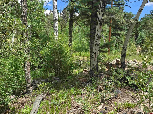 a view of a garden with plants