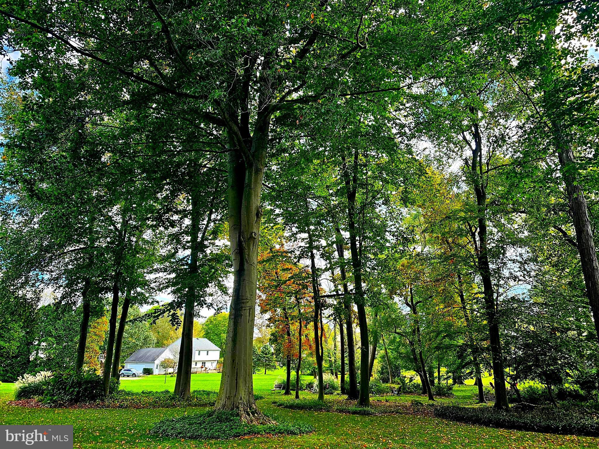 1120 Dodgson Road West Chester, PA 19382 - Photo 13 of 38 Oldest Tree in the Neighborhood