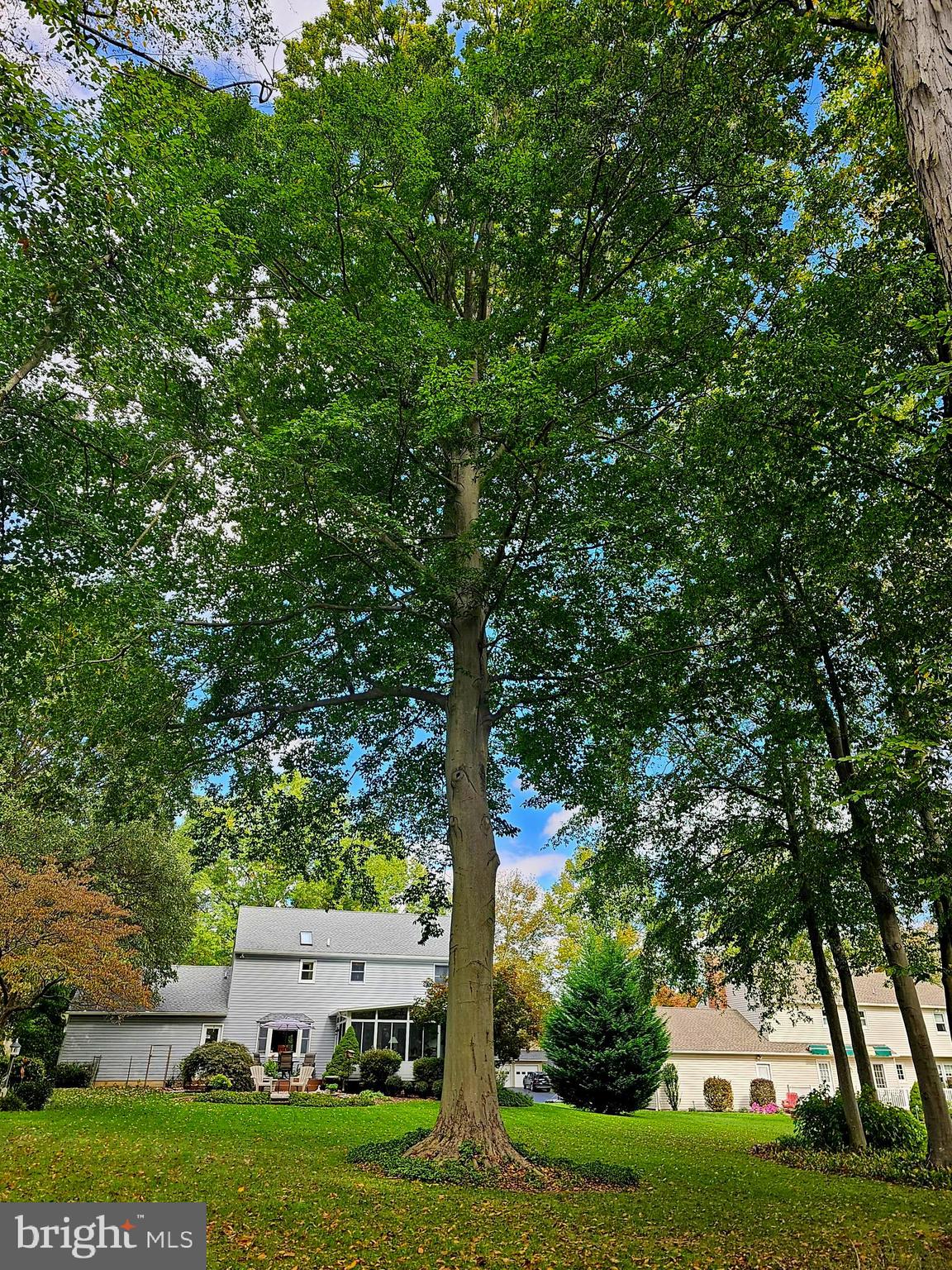 1120 Dodgson Road West Chester, PA 19382 - Photo 17 of 38 American Beech