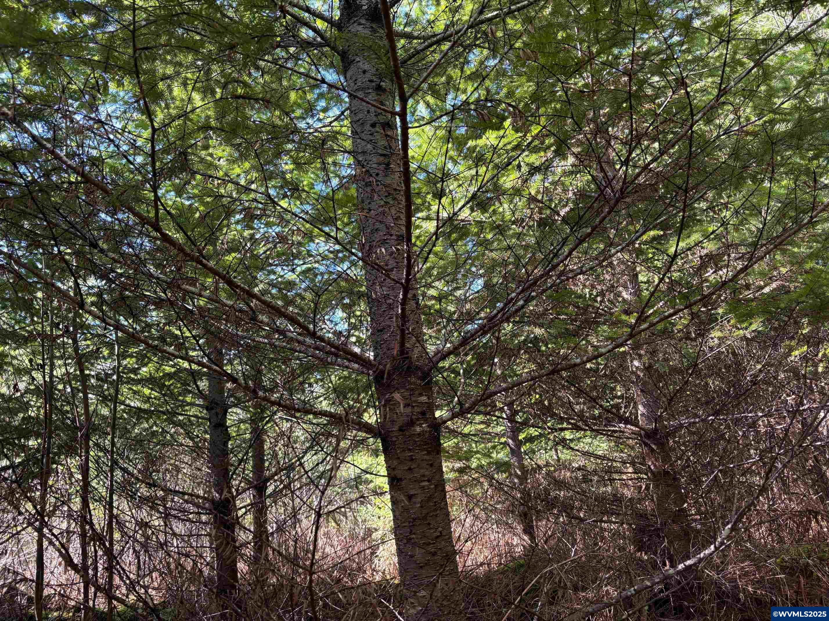 0 Boiler Creek Road Springfield, OR 97478 - Photo 13 of 26
