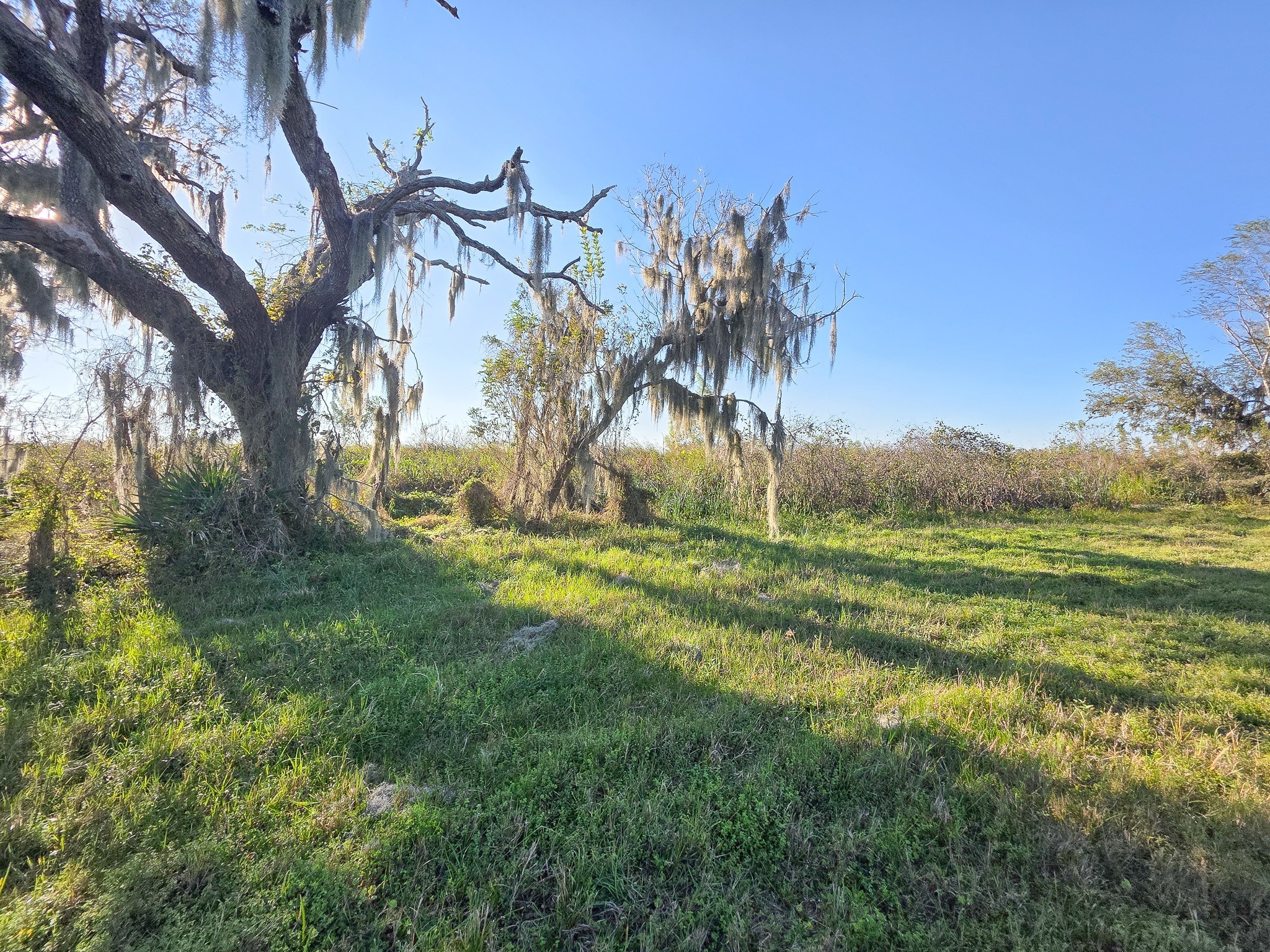 220 Pony Trail Angleton, TX 77515 - Photo 3 of 6 a view of a garden