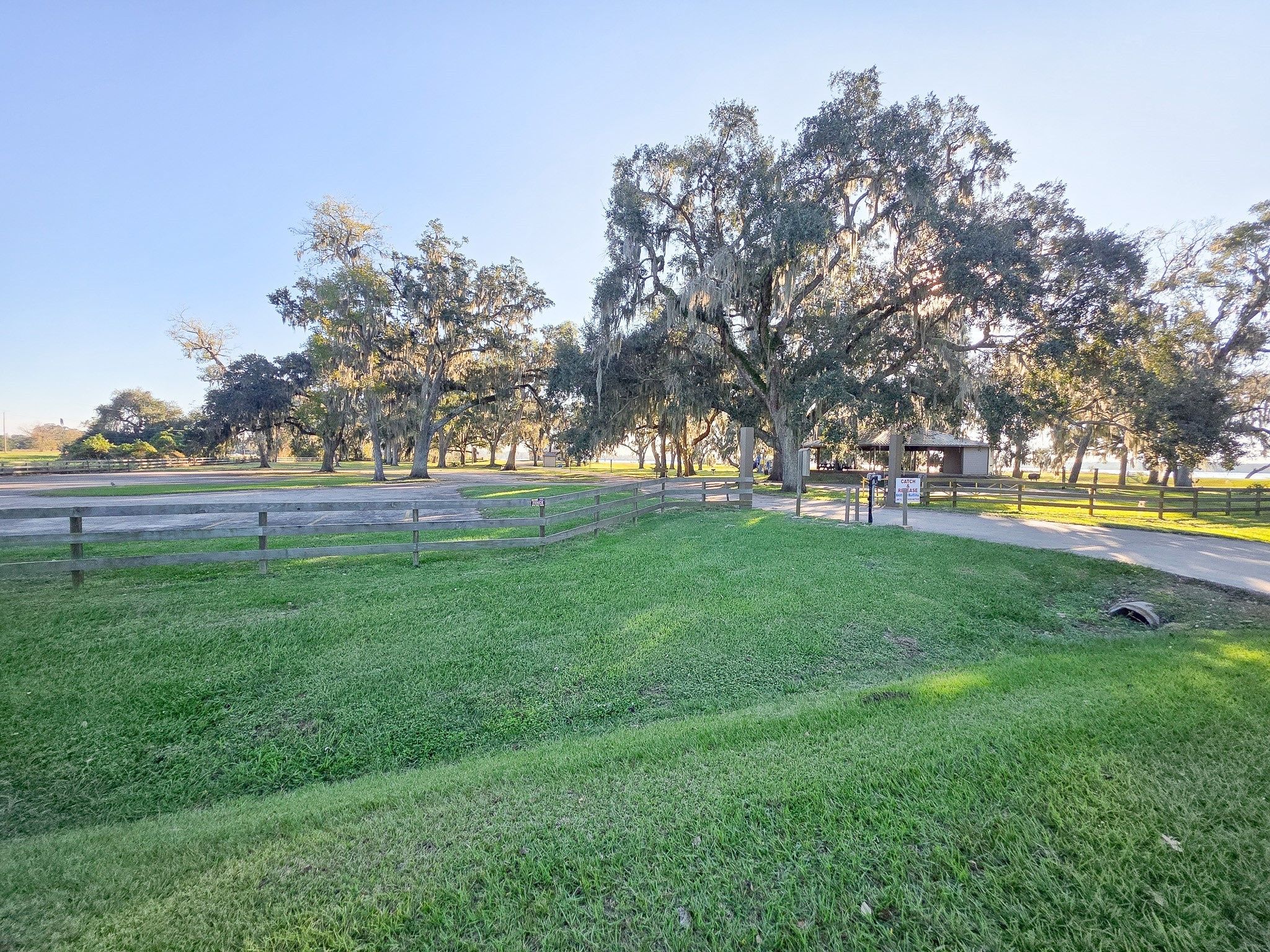 220 Pony Trail Angleton, TX 77515 - Photo 6 of 6 a view of yard with grass and trees