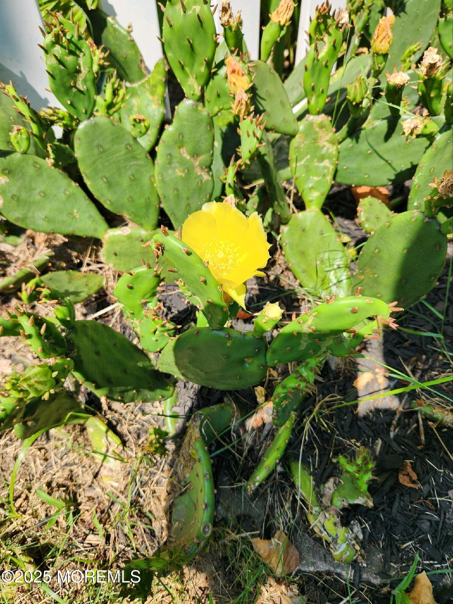101 Millbrook Place Middletown, NJ 07748 - Photo 47 of 58 a view of flowers in a garden