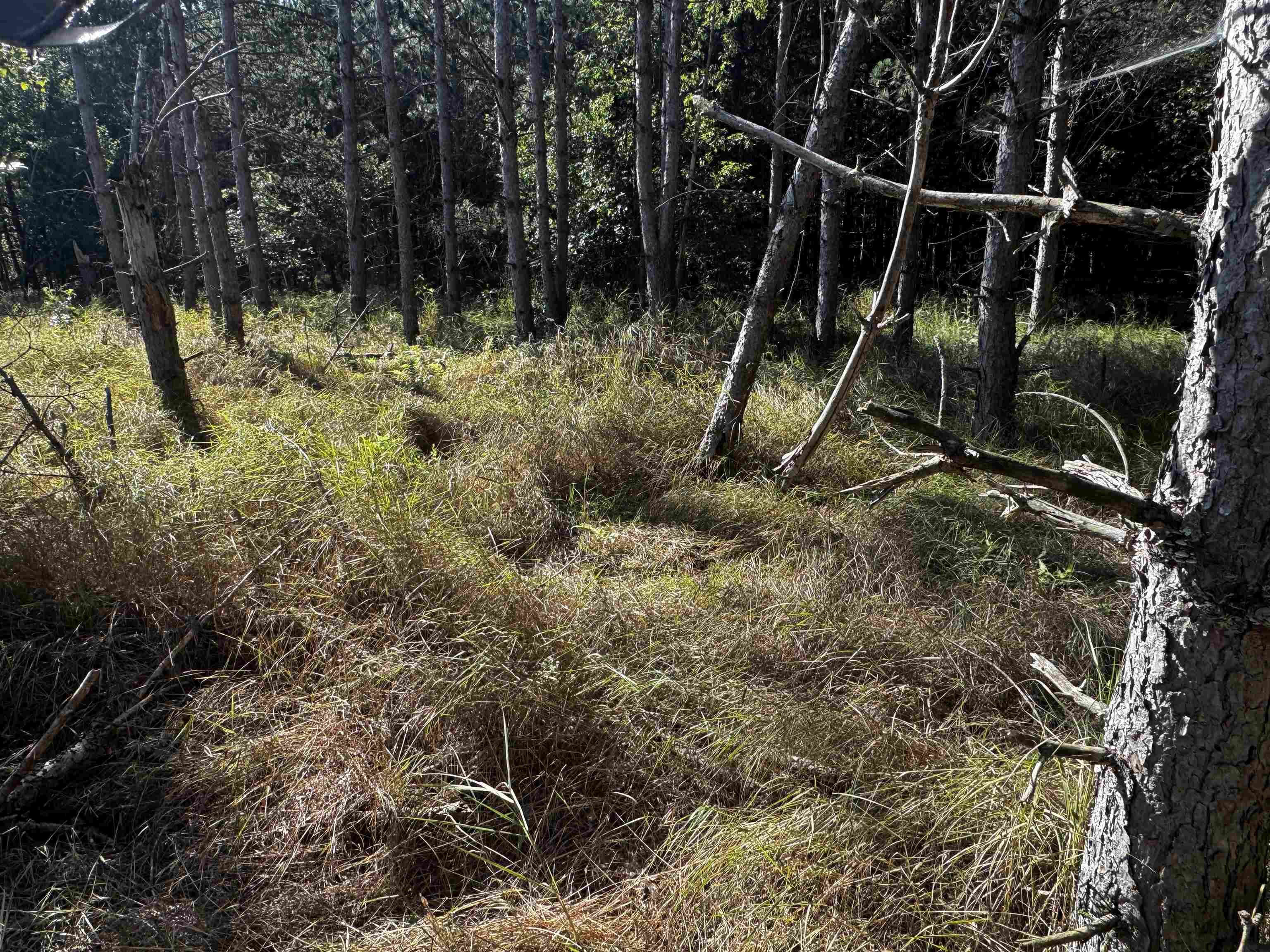 80-ac 80-ac 9th Friendship, WI 53934 - Photo 16 of 53