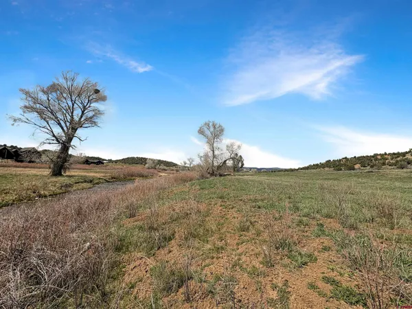 a view of a dry yard with trees