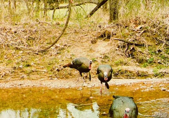 $174,000 | 29-acres Elk Head Road, Bland, MO 65014