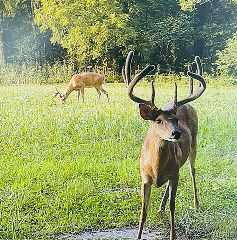 $174,000 | 29-acres Elk Head Road, Bland, MO 65014