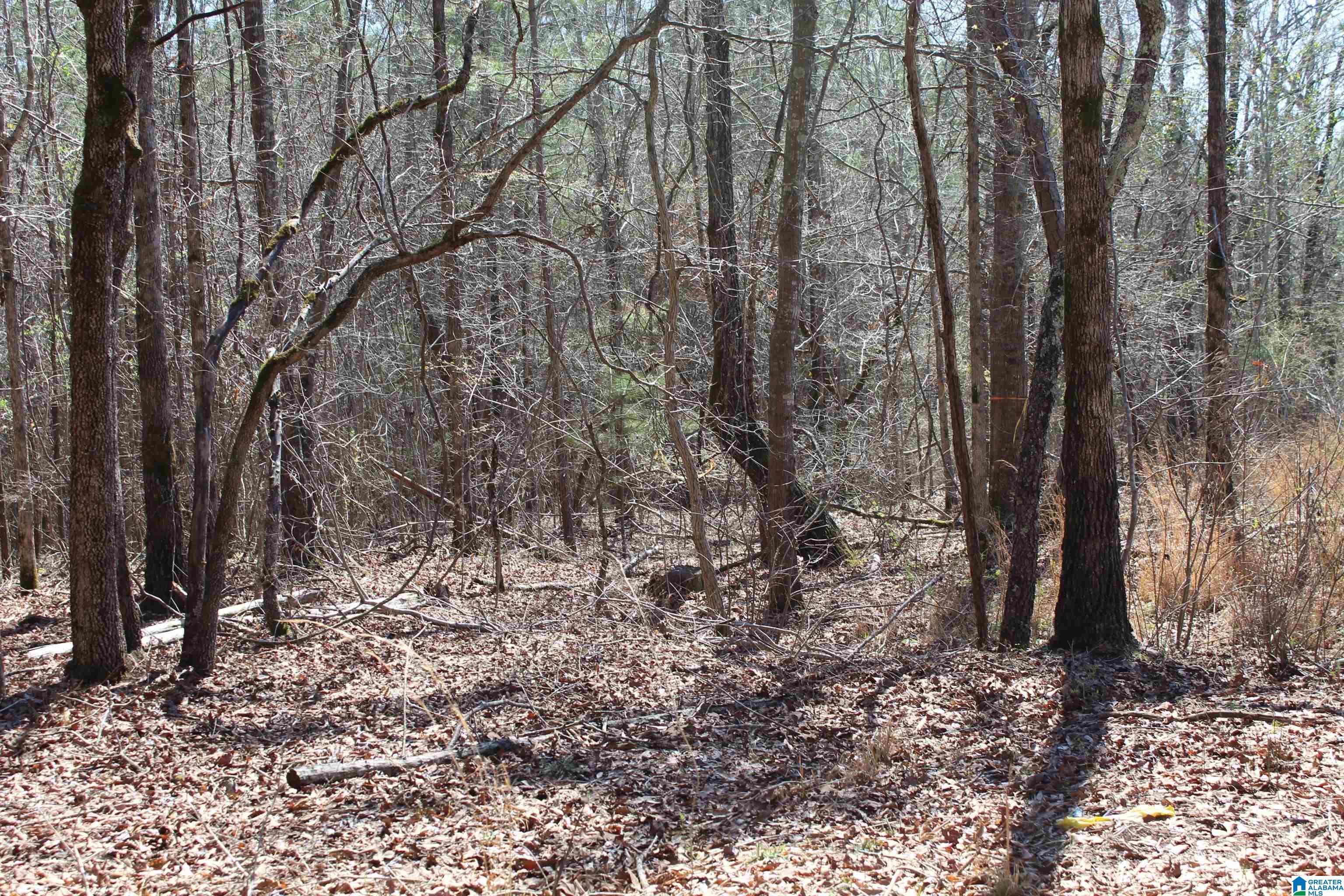 518 County Road, Unit 33 859ACRES Woodland, AL 36280 - Photo 29 of 32