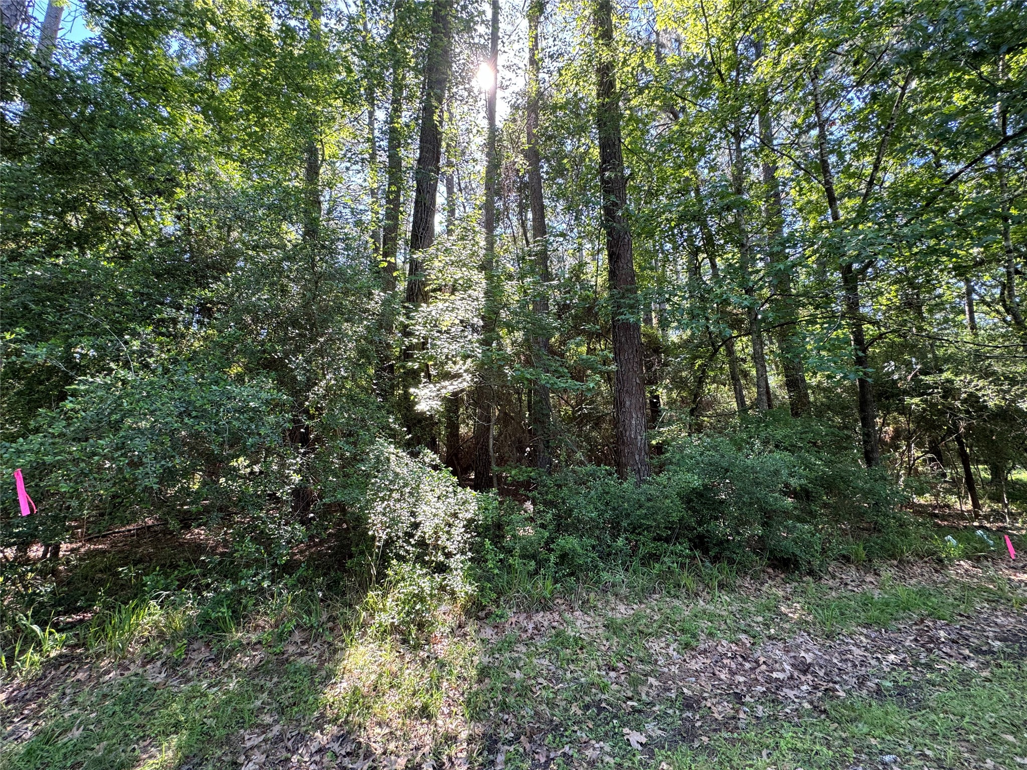 16 Forrest Hollow Trinity, TX 75862 - Photo 1 of 6