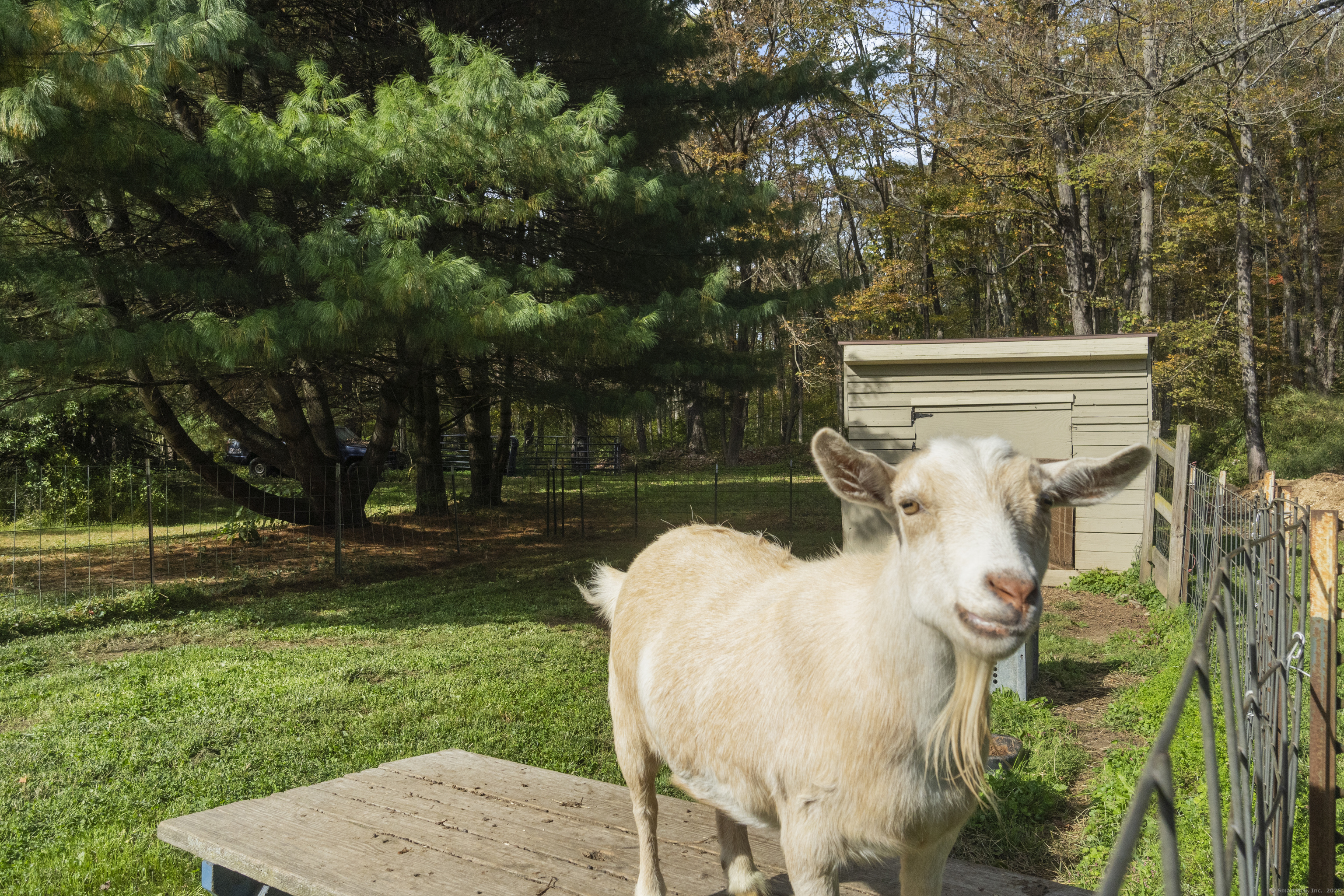 92 Minortown Road Woodbury, CT 06798 - Photo 36 of 40 a view of a backyard with sitting area