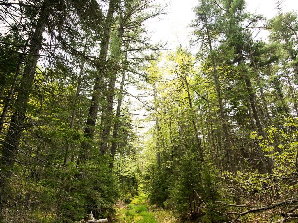 240 Harrington Road Pemaquid, ME 04558 - Photo 22 of 22 Beautiful forest