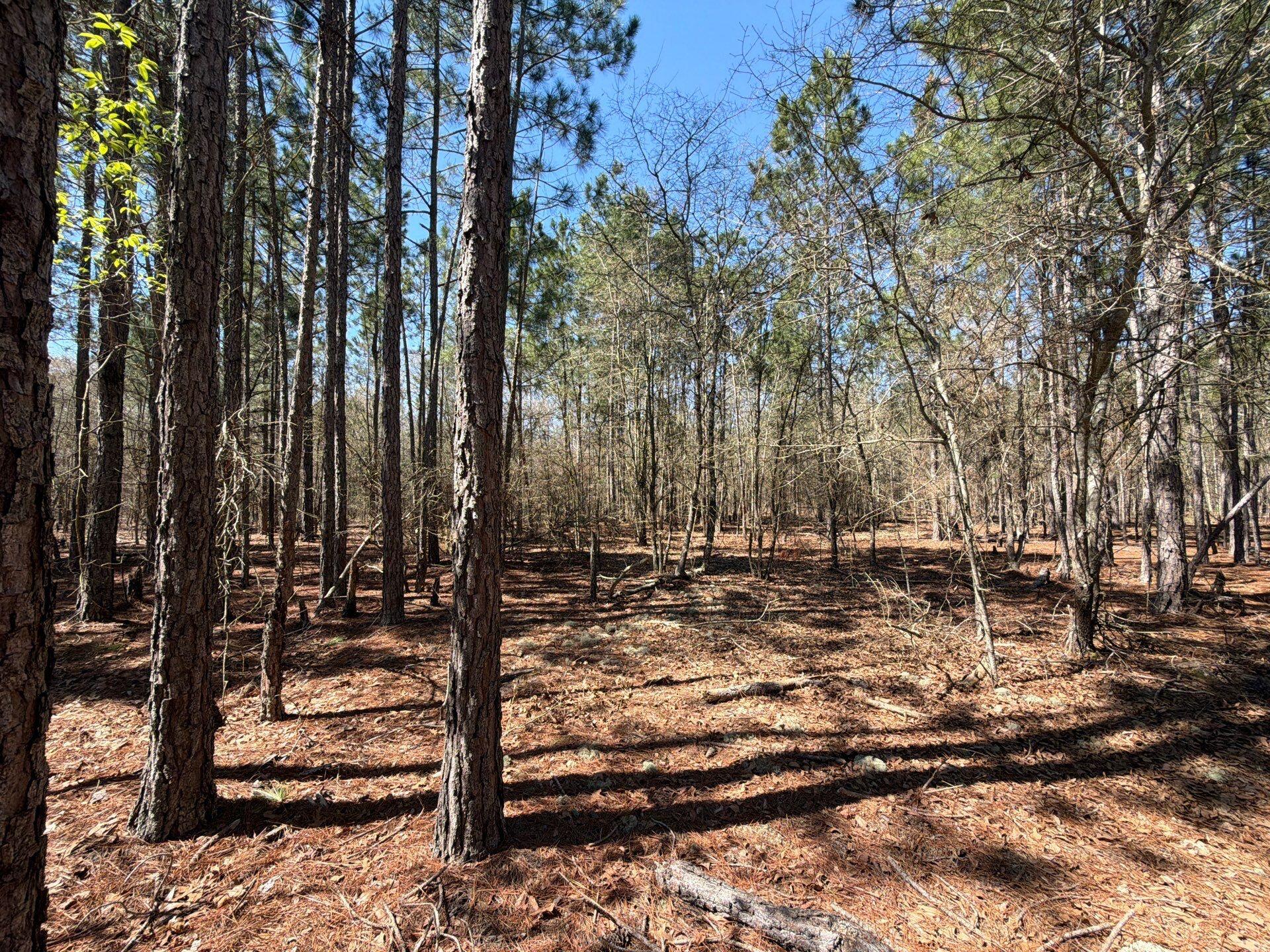10 Boise Cascade, Unit BHL 10 Bethune, SC 29009 - Photo 11 of 22 13-Mar 18 2026 04_31pm-ZQJ6