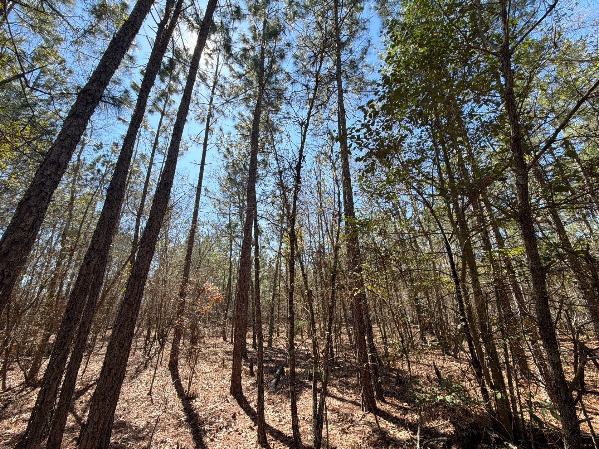 10 Boise Cascade, Unit BHL 10 Bethune, SC 29009 - Photo 13 of 22 11-Mar 18 2026 04_30pm-cu5t