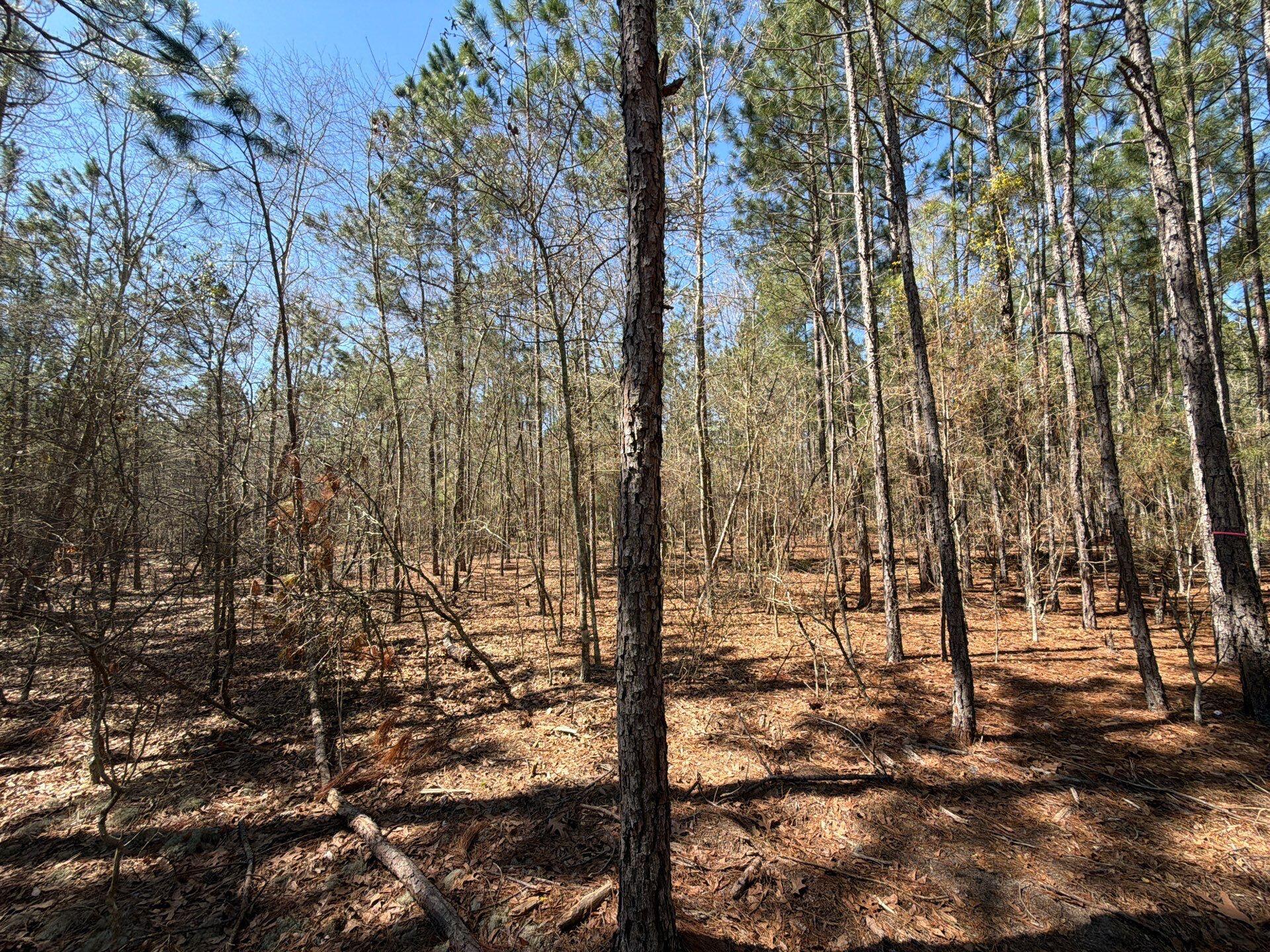 10 Boise Cascade, Unit BHL 10 Bethune, SC 29009 - Photo 17 of 22 7-Mar 18 2026 04_28pm-bVKP
