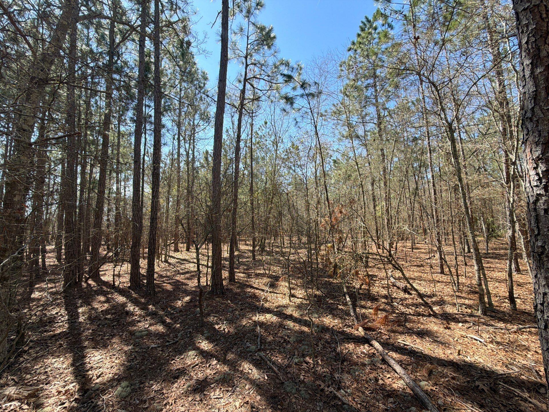 10 Boise Cascade, Unit BHL 10 Bethune, SC 29009 - Photo 18 of 22 6-Mar 18 2026 04_28pm-MZhz