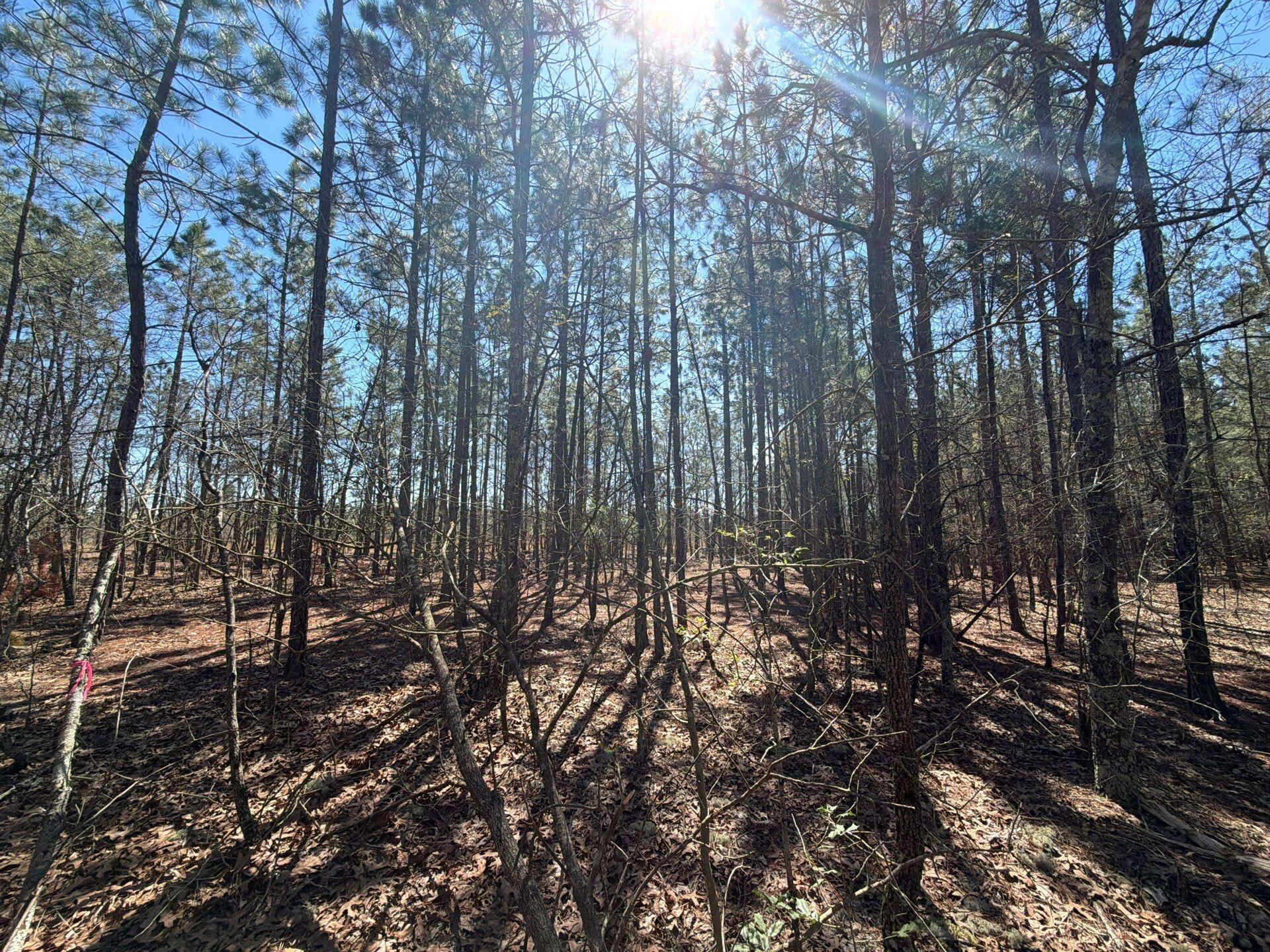 10 Boise Cascade, Unit BHL 10 Bethune, SC 29009 - Photo 19 of 22 5-Mar 18 2026 04_28pm-WtqR