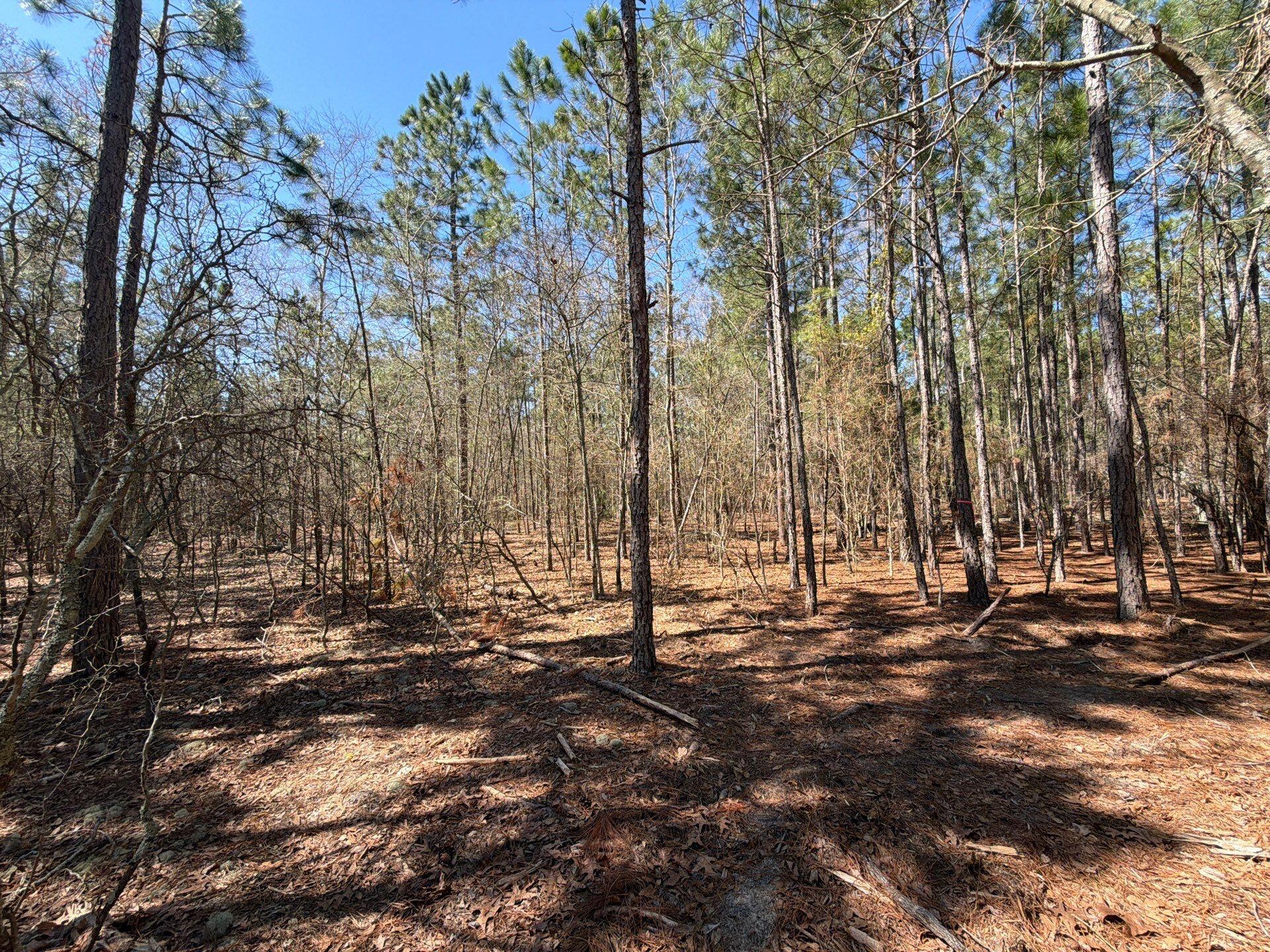 10 Boise Cascade, Unit BHL 10 Bethune, SC 29009 - Photo 20 of 22 4-Mar 18 2026 04_28pm-RrHQ
