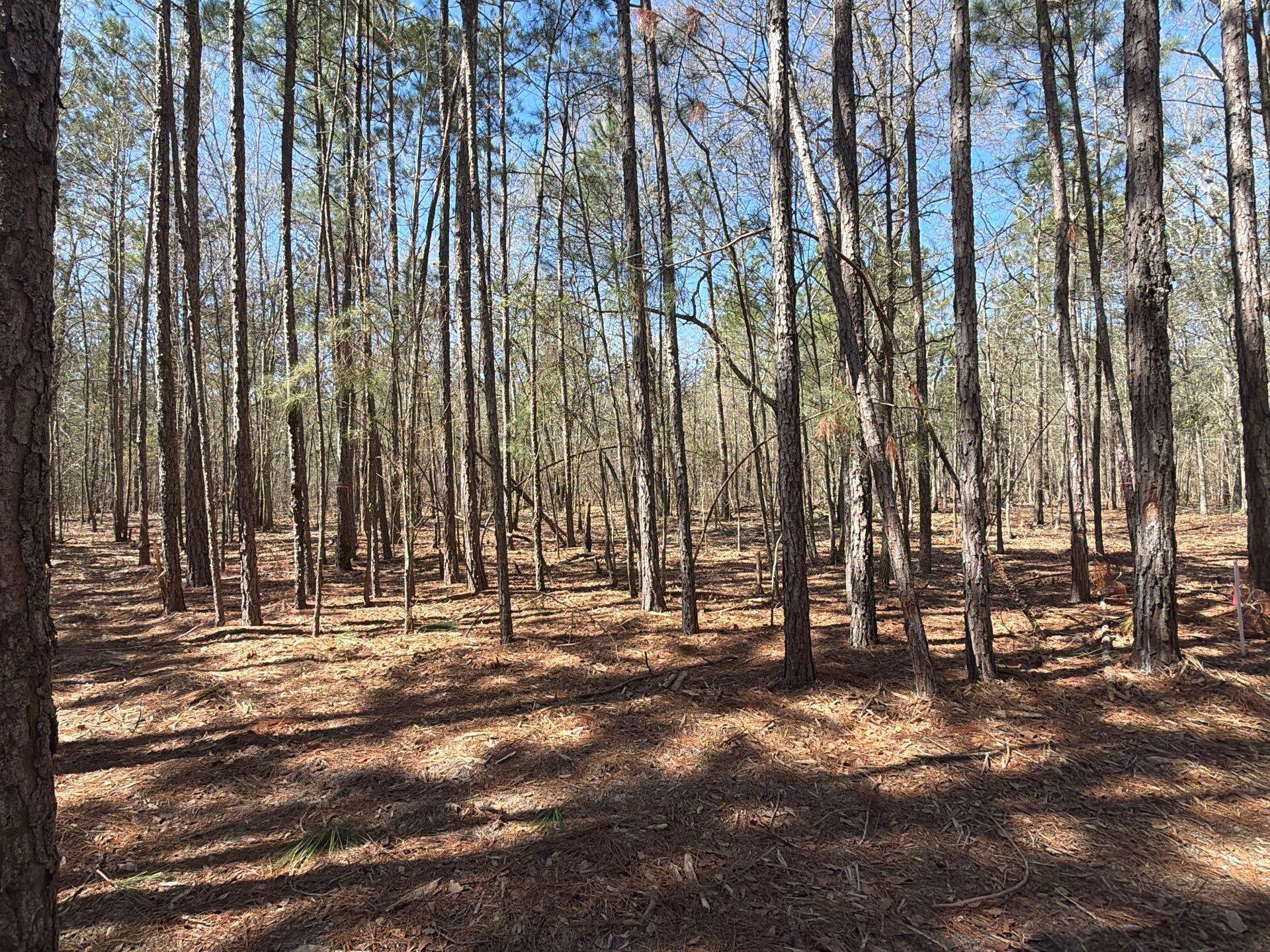 10 Boise Cascade, Unit BHL 10 Bethune, SC 29009 - Photo 5 of 22 19-Mar 18 2026 04_34pm-iR3g