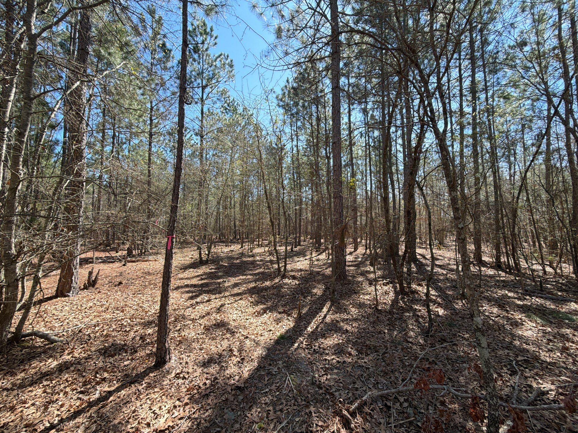10 Boise Cascade, Unit BHL 10 Bethune, SC 29009 - Photo 6 of 22 18-Mar 18 2026 04_33pm-6WZL