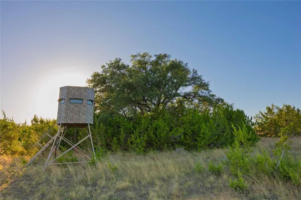 a view of a tree in a yard