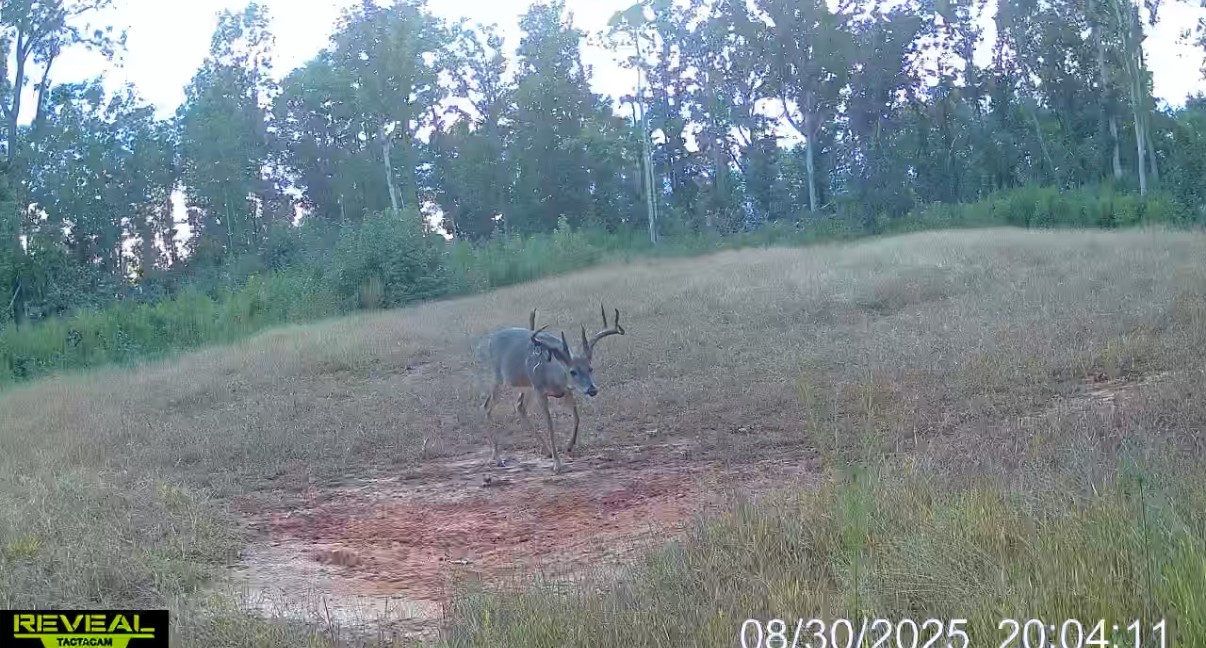 0 Sarah Simpson Road Iva, SC 29655 - Photo 5 of 37