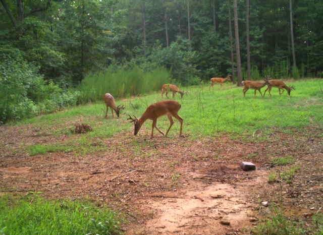0 Sarah Simpson Road Iva, SC 29655 - Photo 7 of 37
