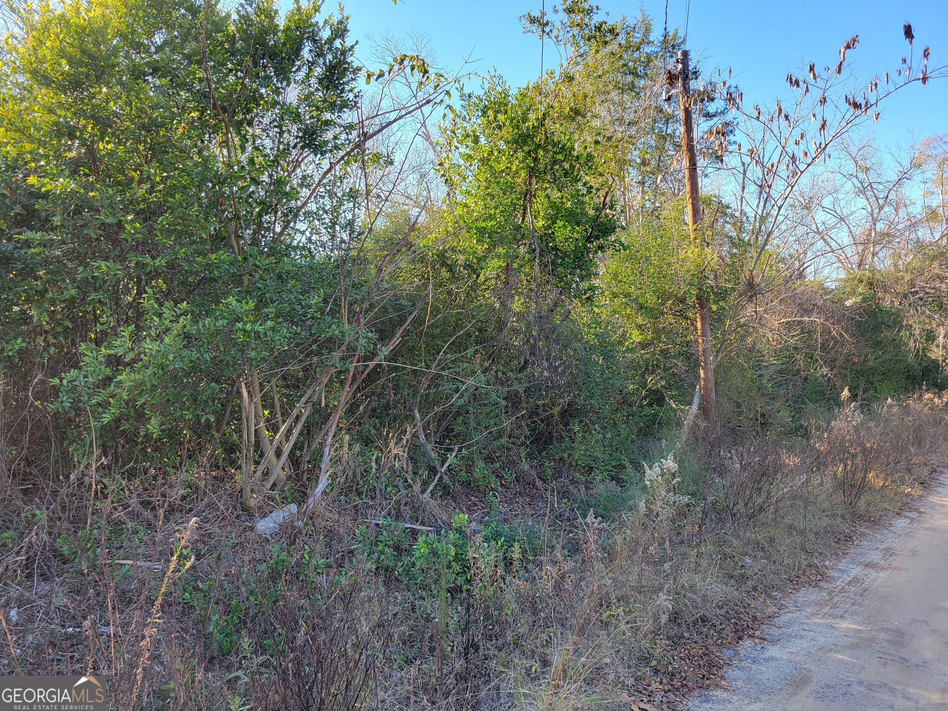 11 Zanders Avenue McRae-Helena, GA 31055 - Photo 13 of 15 a view of a forest with lots of trees