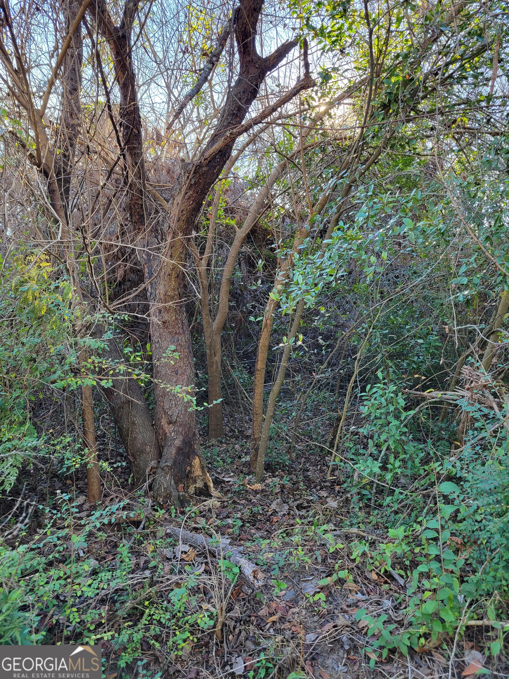 11 Zanders Avenue McRae-Helena, GA 31055 - Photo 14 of 15 a view of a forest filled with trees