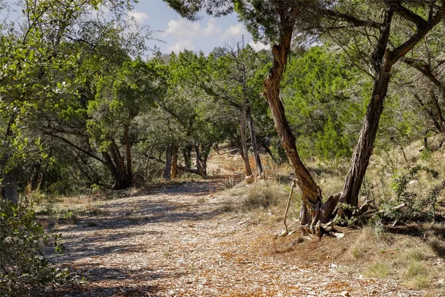 a view of a tree in the middle of a yard