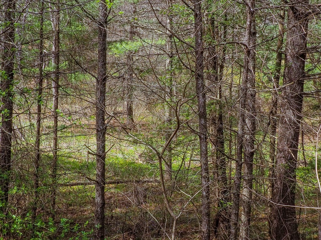 Tbd Tbd Stone Ridge Road, Unit 1 Austinville, VA 24312 - Photo 11 of 14 Gallery Image 11