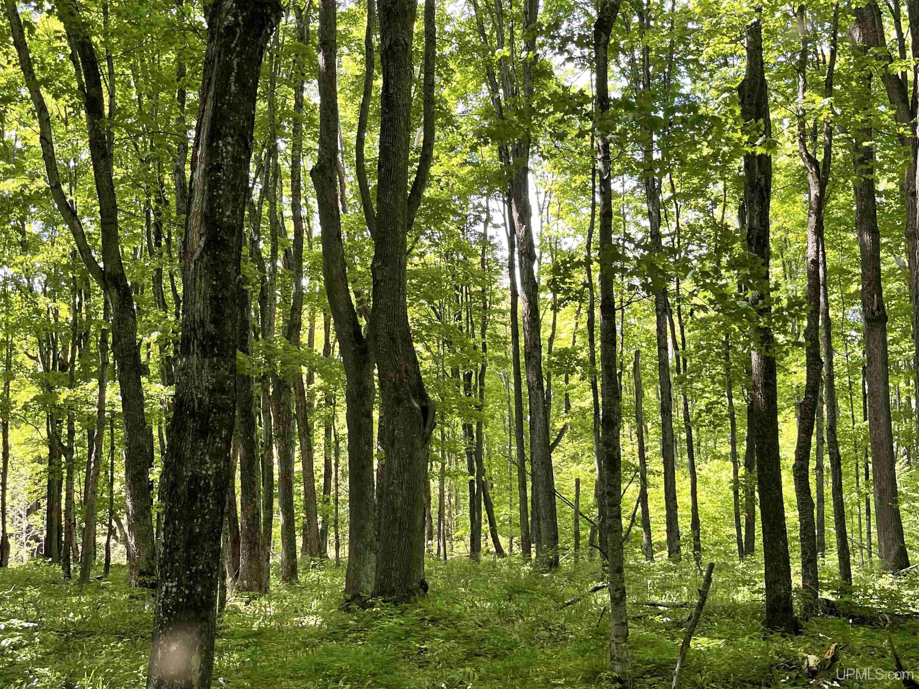 Tbd Tbd Banking Ground Road Germfask, MI 49836 - Photo 35 of 36