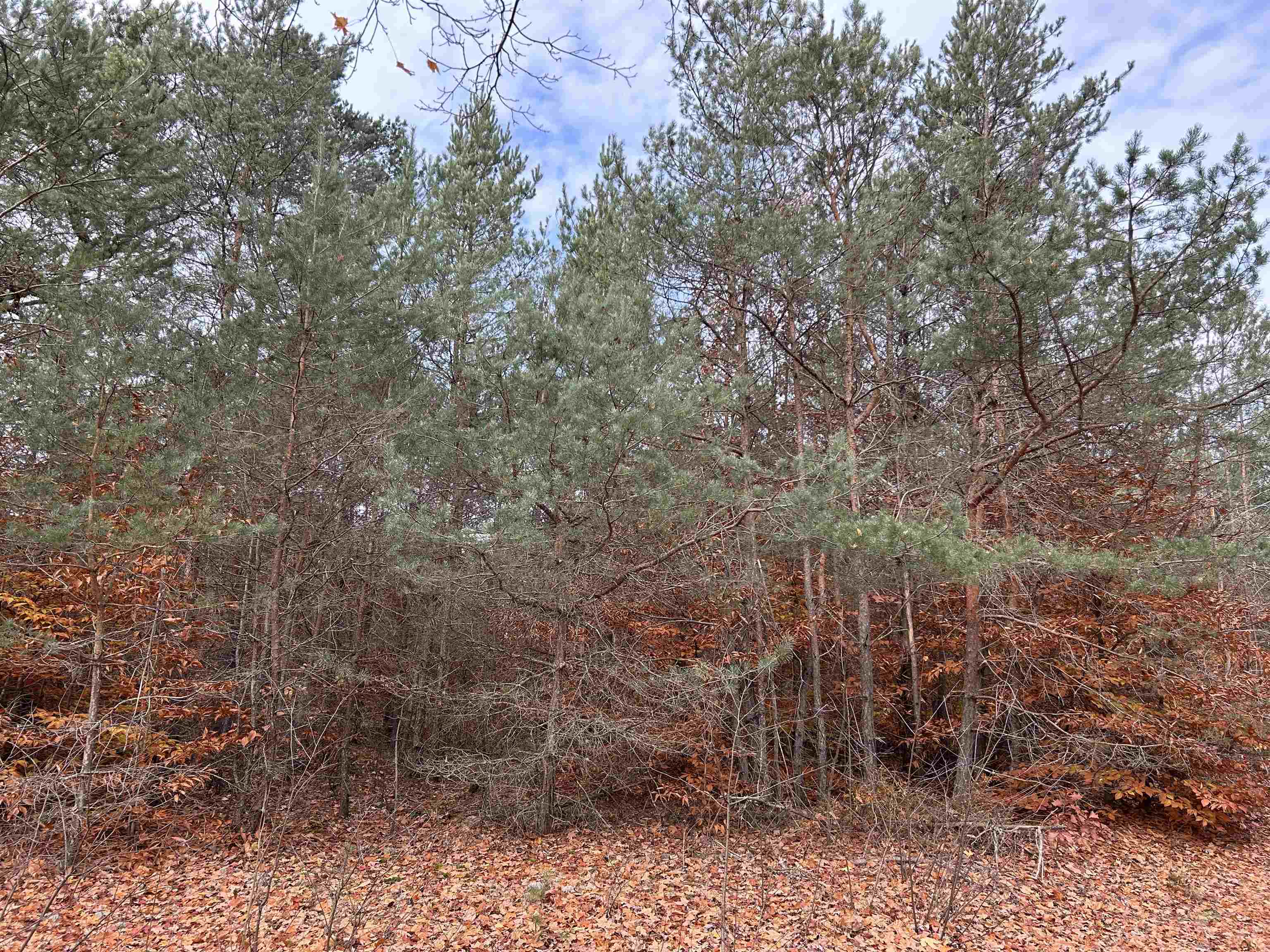 669 Rd Thompsonville Mi 49683 Road Beulah, MI 49617 - Photo 8 of 17