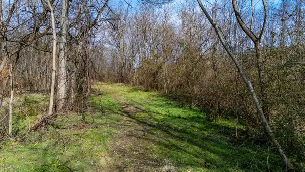 a view of a yard with large trees