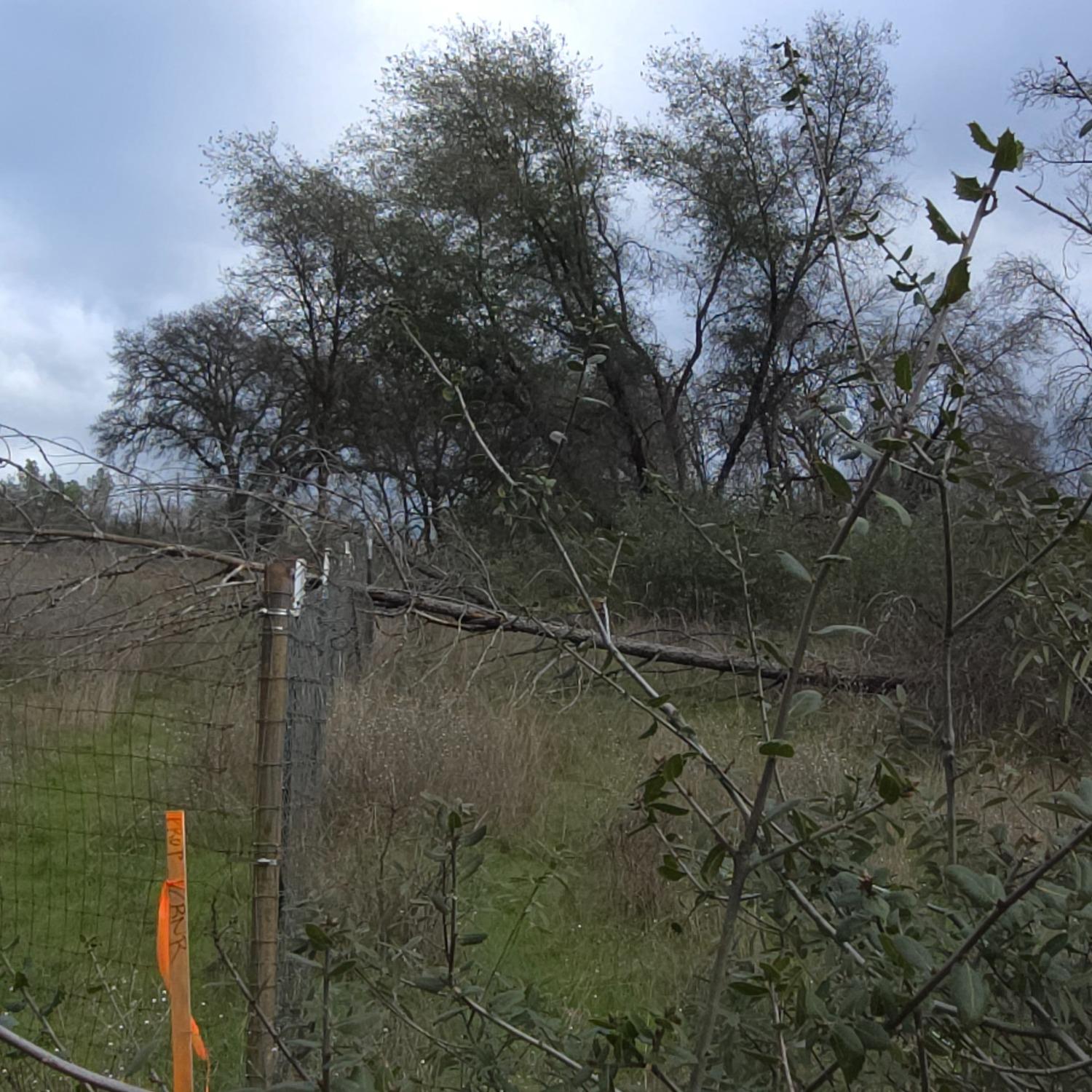 0 Willow Glen Road Rackerby, CA 95972 - Photo 6 of 8 a view of a lake in between two two trees